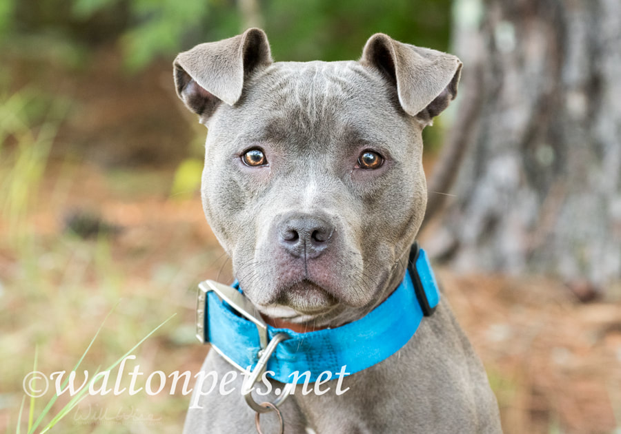 Blue Pitbull Dog Rescue Picture