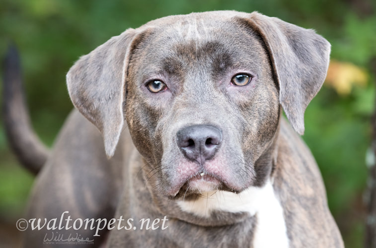 Silver Lab Weimaraner Dog Rescue Picture