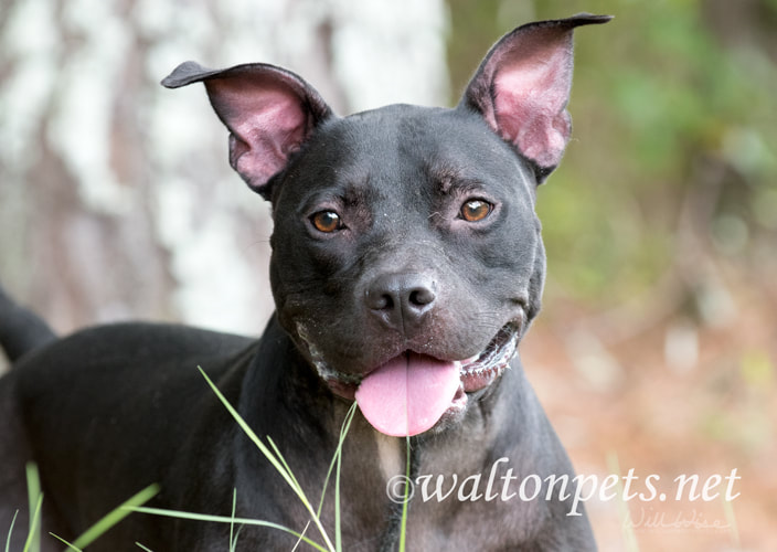 Happy Black Pitbull Picture