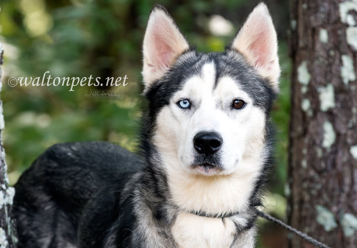 Siberian Husky one blue eye Picture