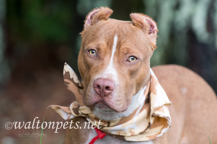 Pitbul Cropped Ears Picture