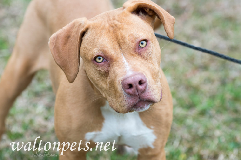 Playful Pitbull Puppy Picture