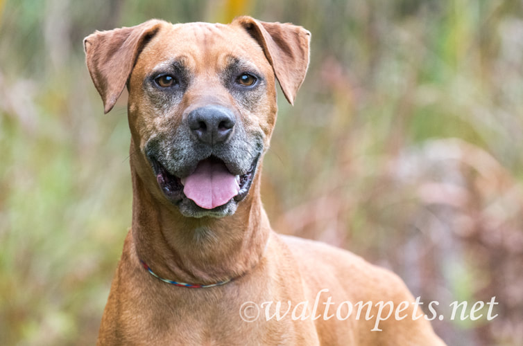 Senior Rhodesian Ridgeback Pointer Picture