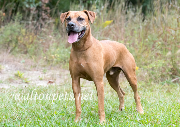 Senior Rhodesian Ridgeback Pointer Cur mix breed dog Picture