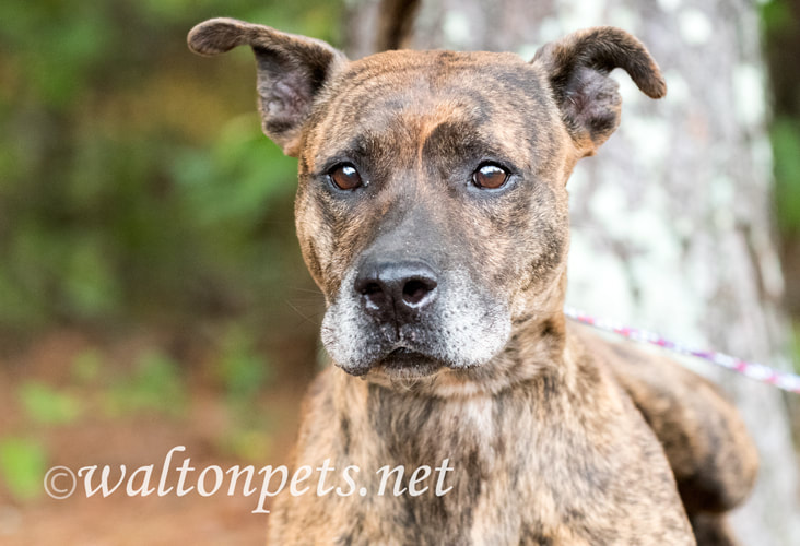 Older male brindle Dutch Shepherd Bulldog mix breed dog Picture