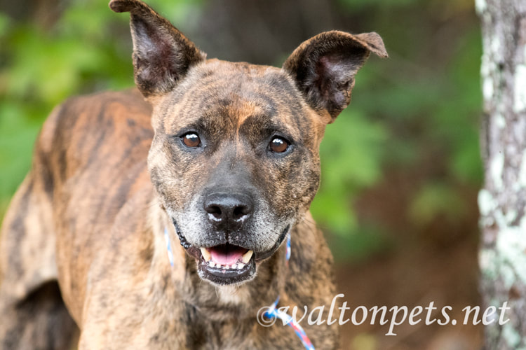 Happy senior brindle Dutch Shepherd mix breed dog Picture