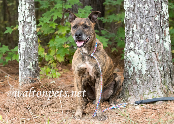 Older male brindle Dutch Shepherd Bulldog mix breed dog Picture