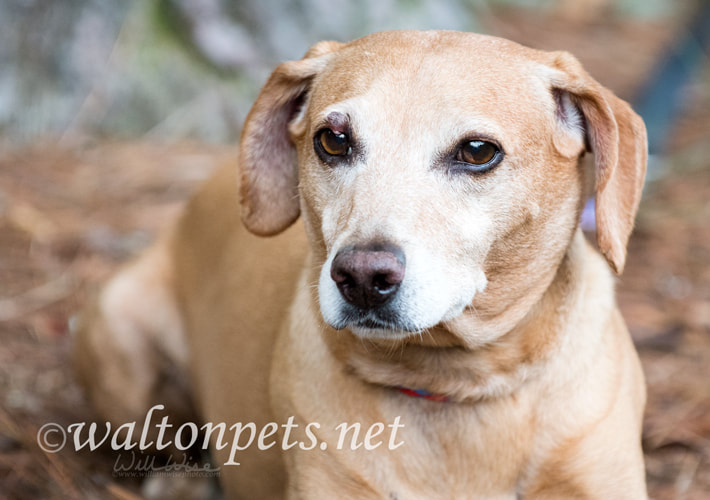 Senior Dachshund Chihuahua Picture