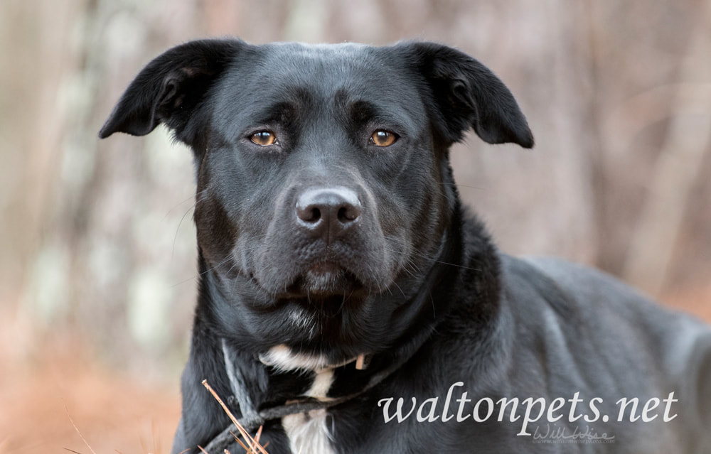 Black Lab mix dog laying down Picture