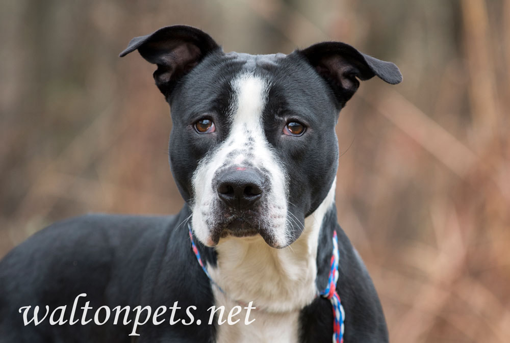 Black and White American Bulldog Pitbull Terrier mix dog Picture