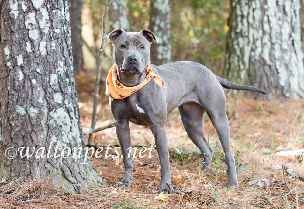 Happy blue Pit Bull Terrier bulldog with bandana collar Picture