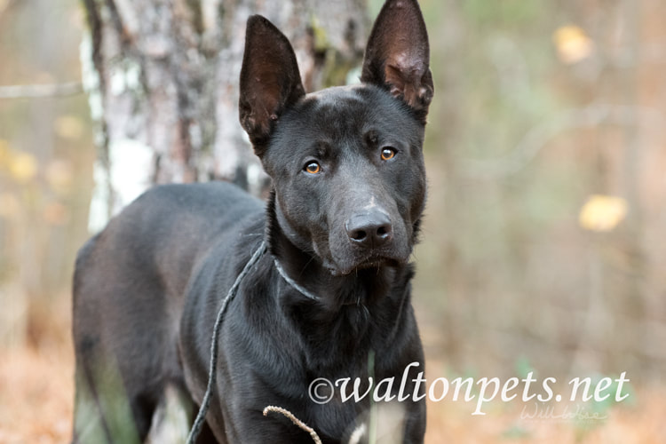 German Shepherd Belgian Malinois Picture