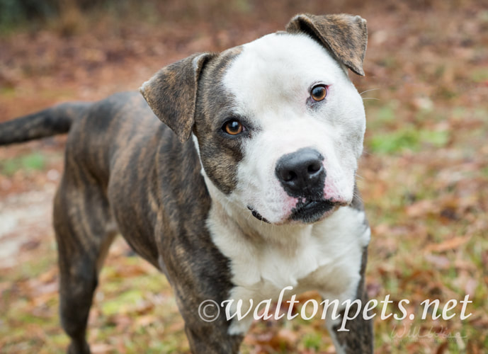 American Bulldog canine dog wagging tail Picture