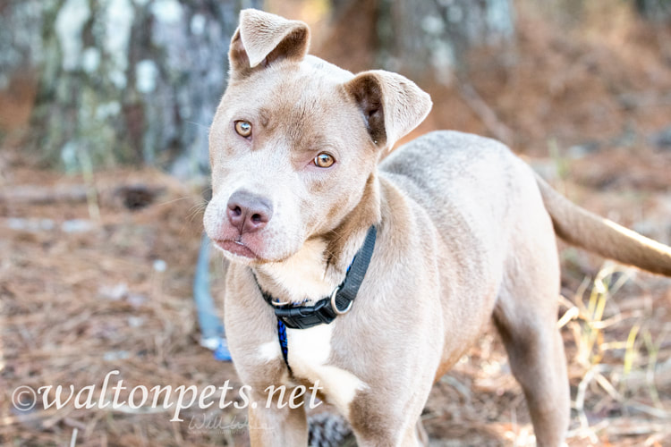 Cute tan female pitbull puppy wagging tail Picture