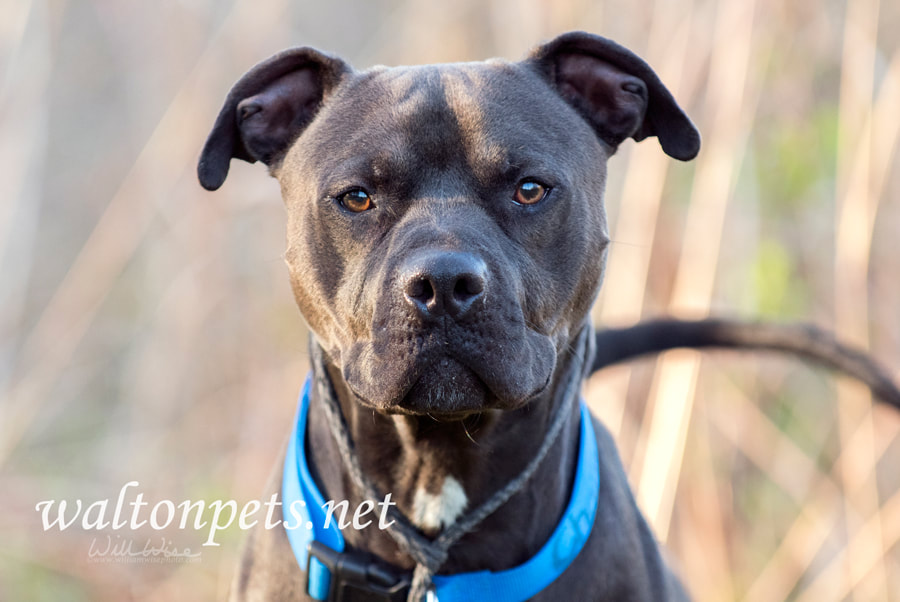 Black Pitbull dog wagging tail Picture