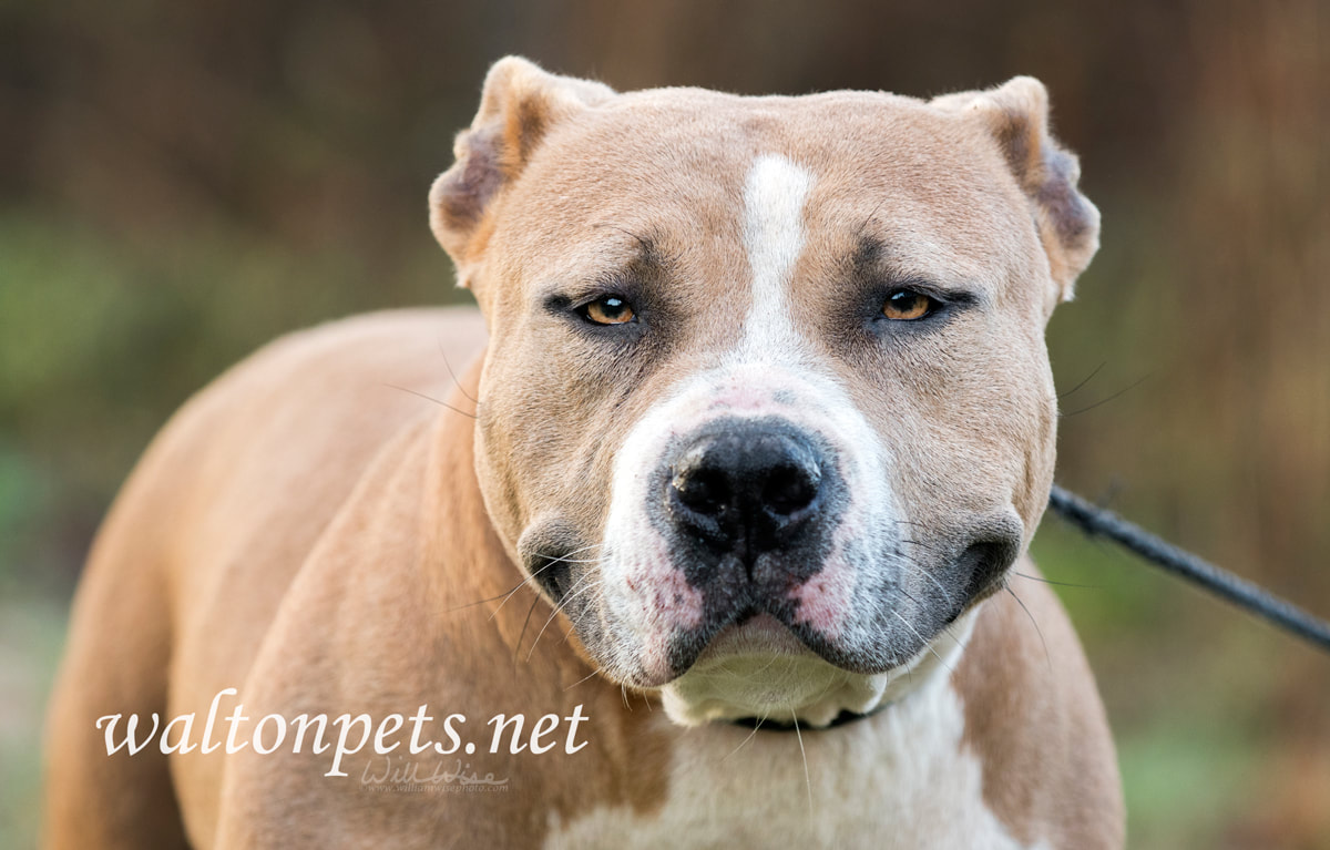 Stout American Staffordshire Pitbull Terrier dog Picture