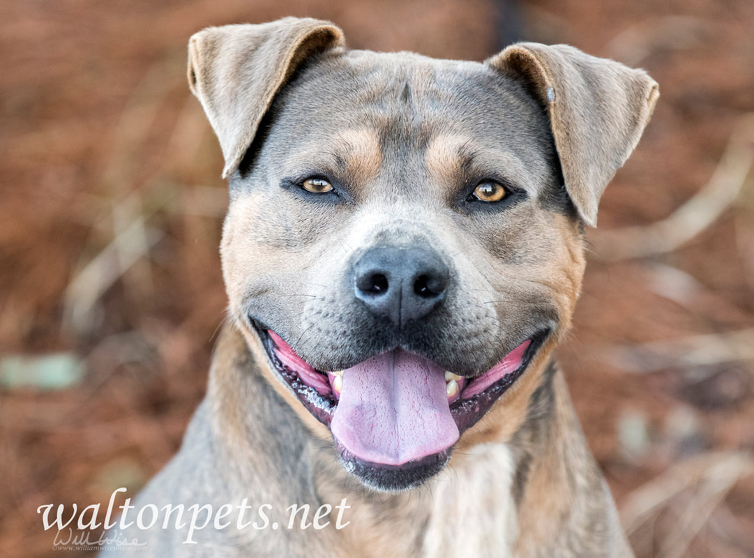 Happy pitbull terrier dog Picture