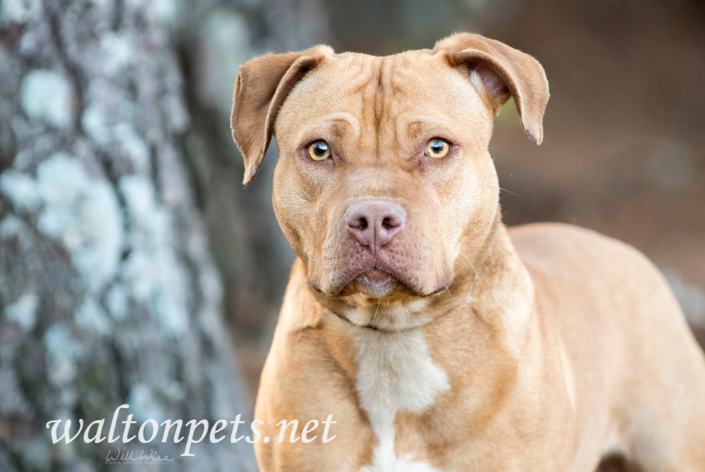 Pregnant tan American Pitbull Terrier dog Picture