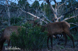 Grand Canyon Elk