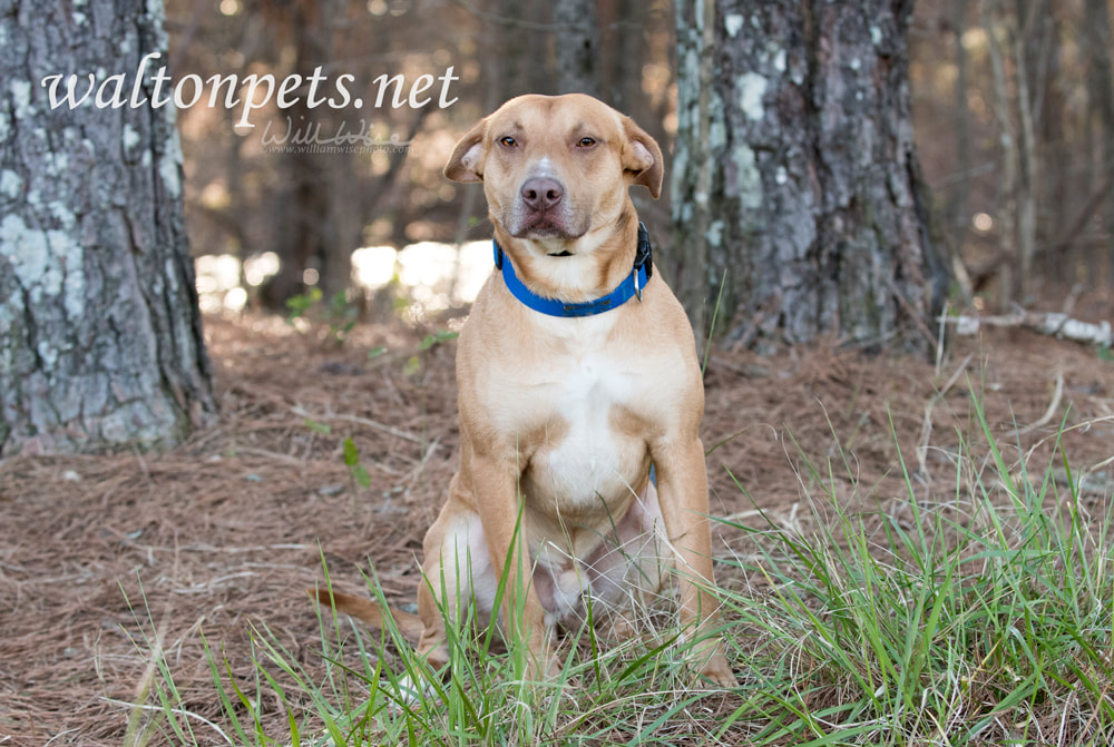 Labrador Doberman mix breed dog Picture