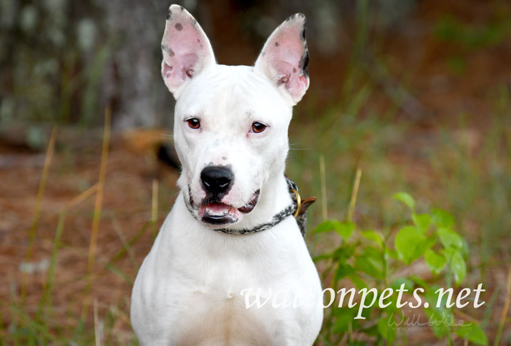 Bull Terrier mix breed dog sitting down outside Picture