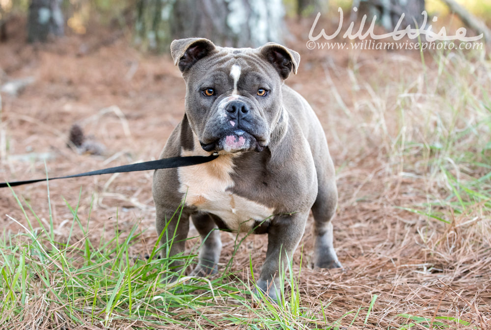 Olde English Bulldog Picture