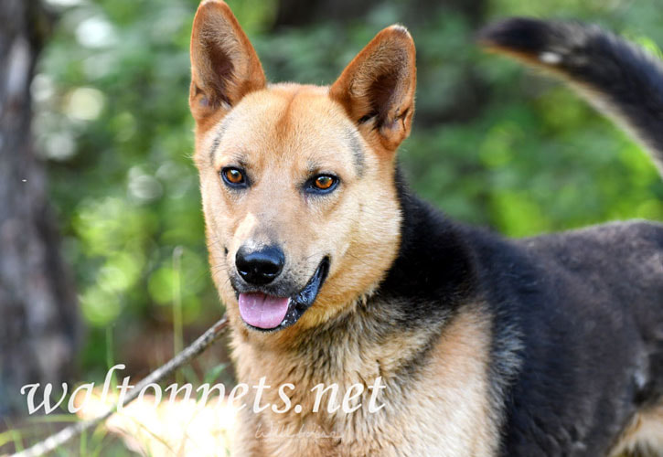 German Shepherd Dog Rescue Picture