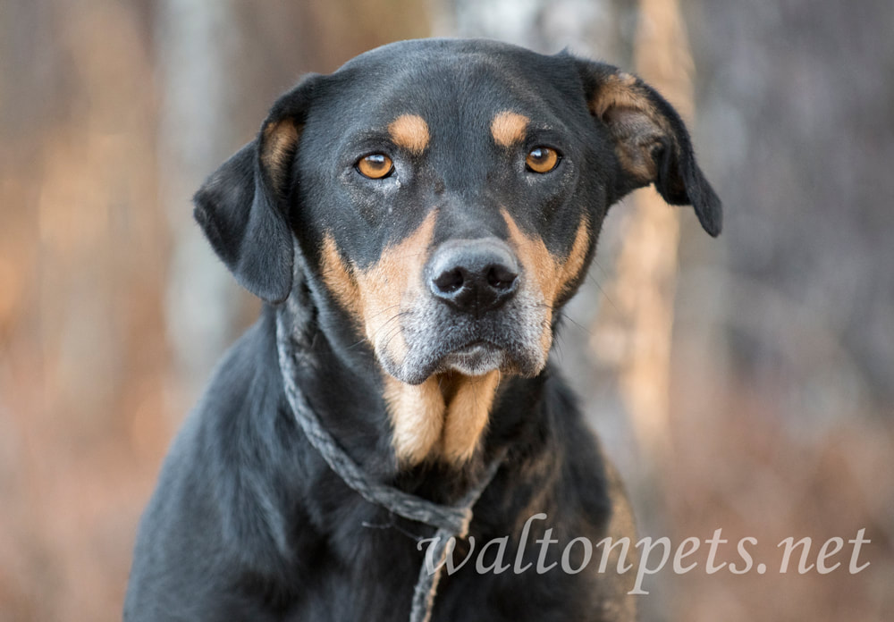 Older black and tan hound dog mix dog outside on leash Picture