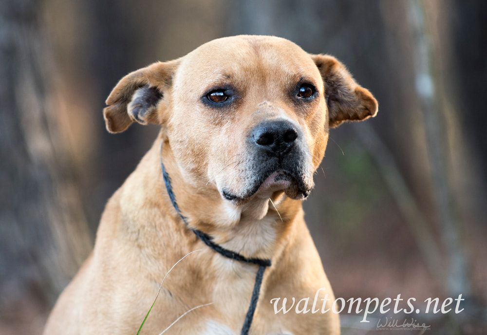 Old terrier mix mutt dog on leash outside Picture