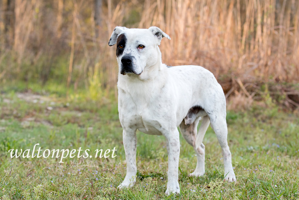 Happy American Bulldog mixed breed mutt dog Picture