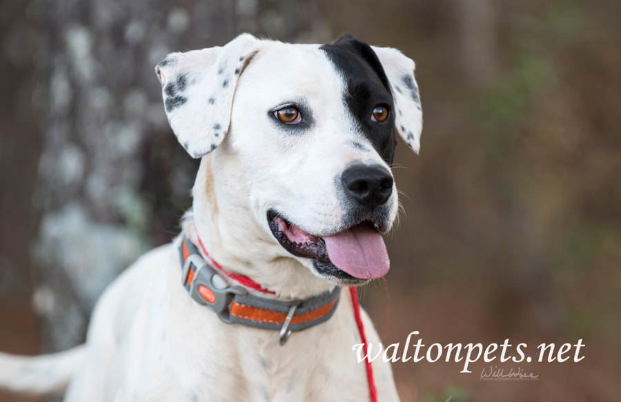 Happy Dalmatian Picture