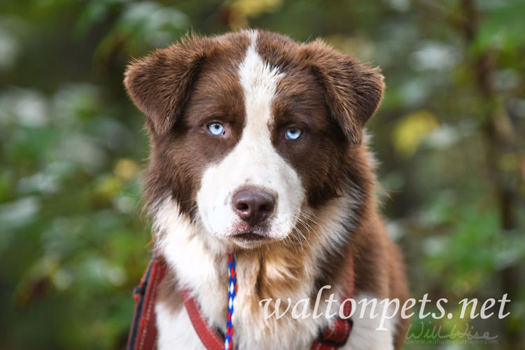 Husky Setter Dog Picture