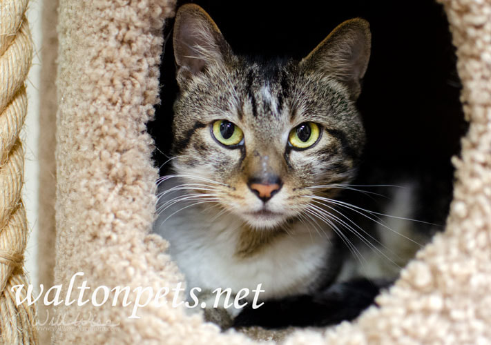 Tabby and white adult cat in hide box cat tree Picture