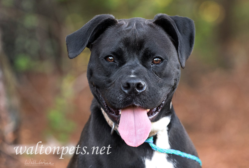 Boxer Pitbull dog Picture