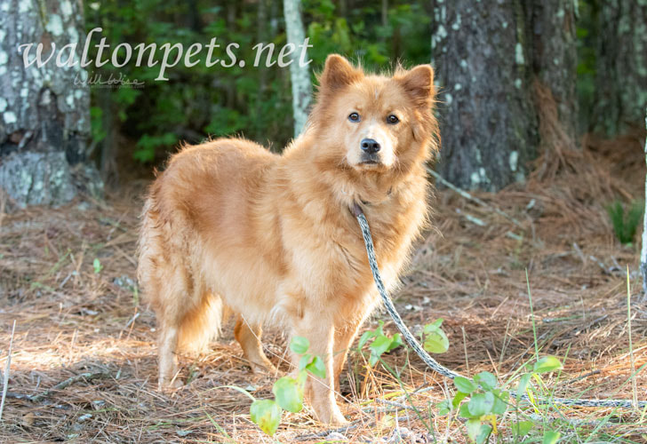 Red Chow Chow mix dog outside on leash Picture