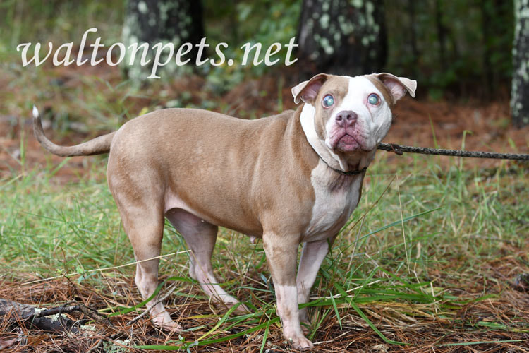 Blind Pitbull Terrier Dog with glaucoma large eyes Picture