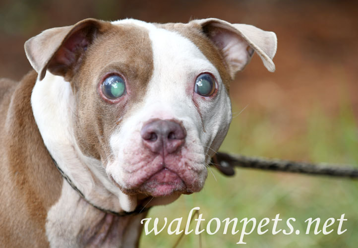 Blind Pitbull Terrier Dog with glaucoma large eyes Picture