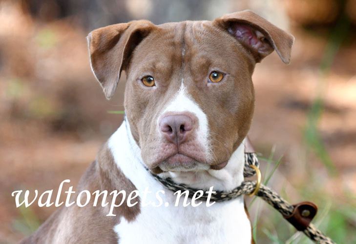 Chocolate and white female Pitbull Terrier outside on leash Picture