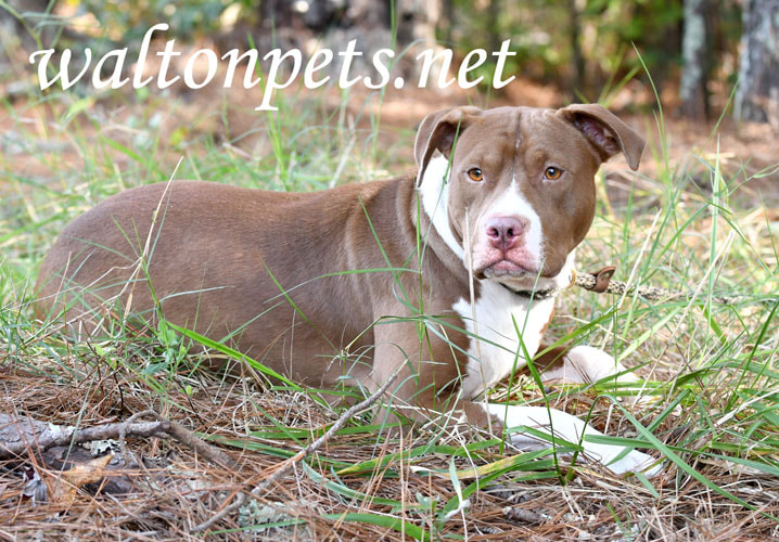 Chocolate and white female Pitbull Terrier outside on leash Picture