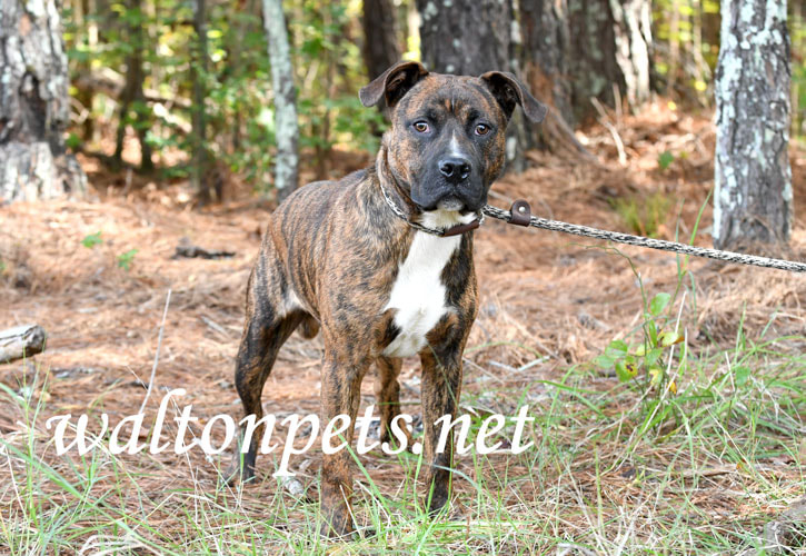 Young brindle male American Pitbull Terrier dog on a leash Picture