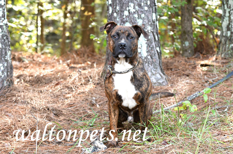Young brindle male American Pitbull Terrier dog on a leash Picture