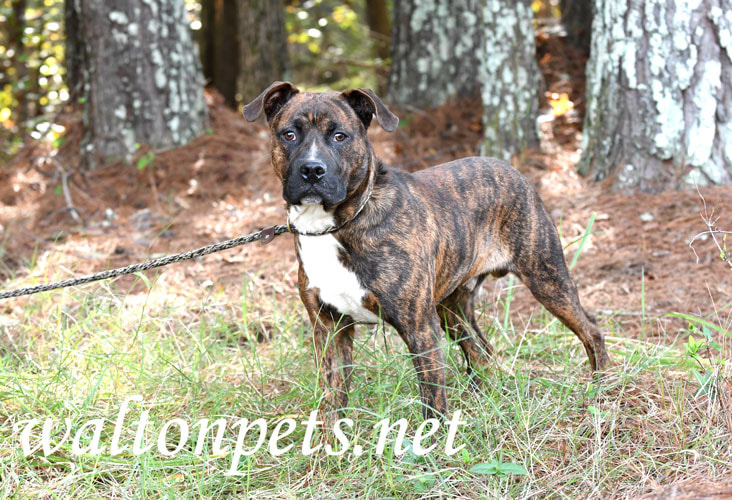 Young brindle male American Pitbull Terrier dog on a leash Picture