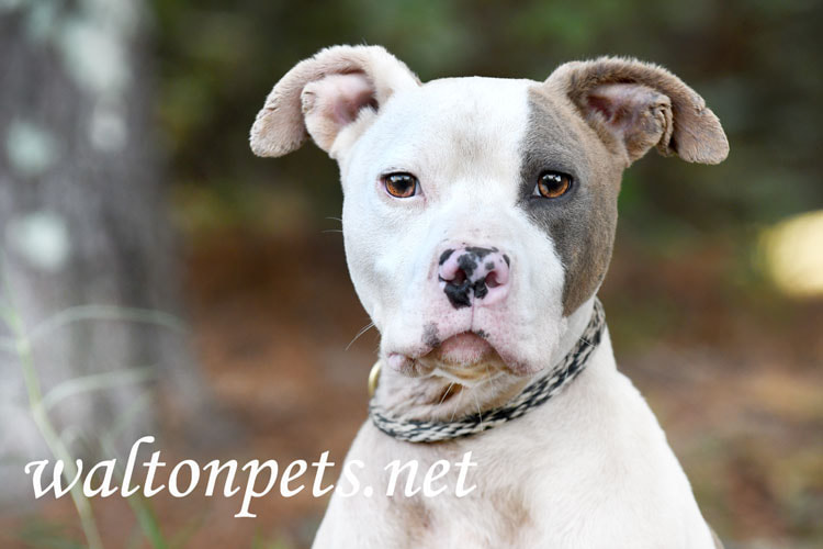 Malnourished skinny male Pitbull Terrier dog on leash Picture