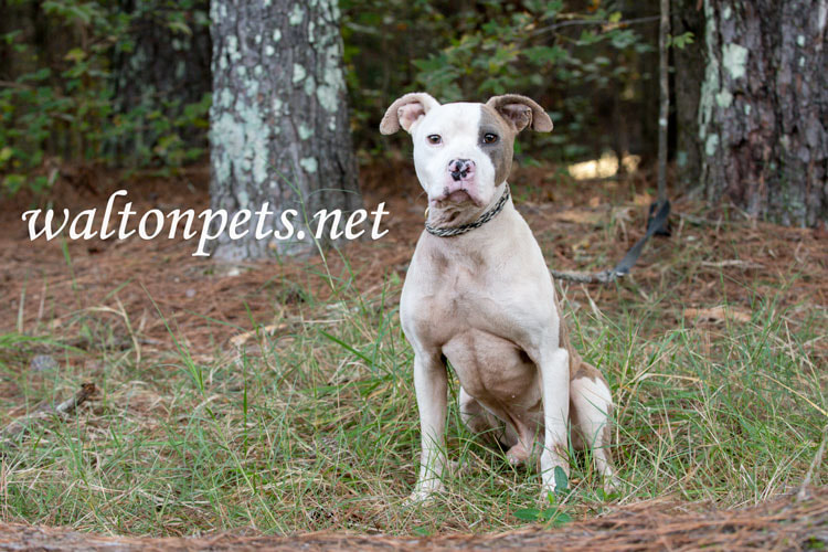 Malnourished skinny male Pitbull Terrier dog on leash Picture