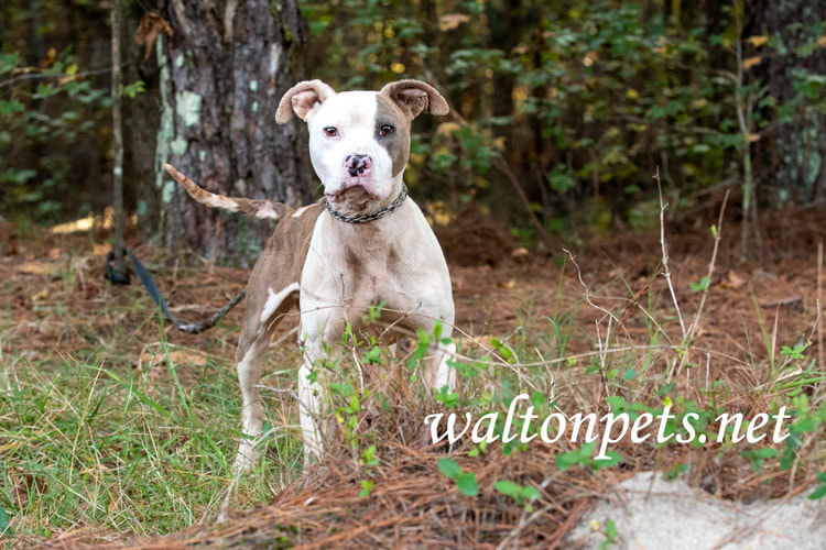 Malnourished skinny male Pitbull Terrier dog on leash Picture