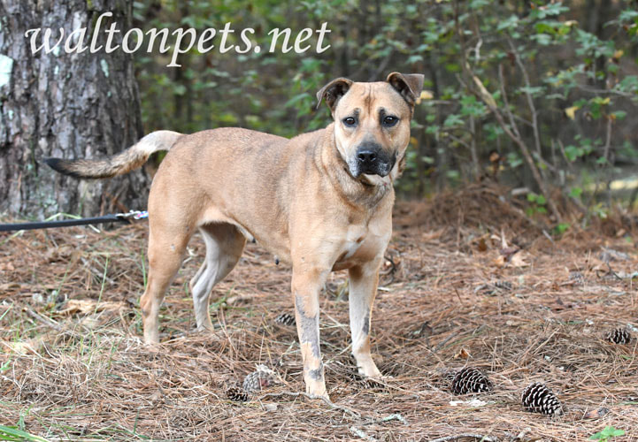 Shepherd Cur mix dog adoption photo Picture