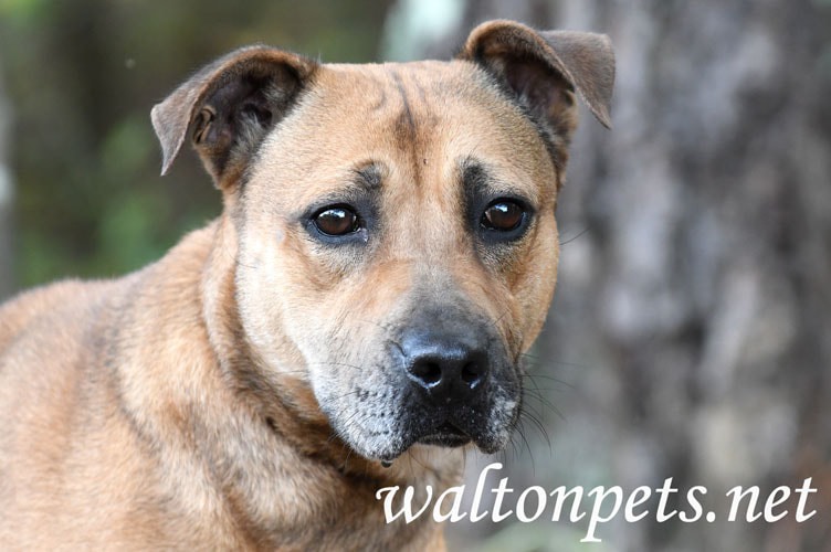 Shepherd Cur mix dog adoption photo Picture