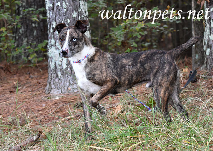 Brindle and white Catahoula and Cattledog mix breed puppy dog Picture