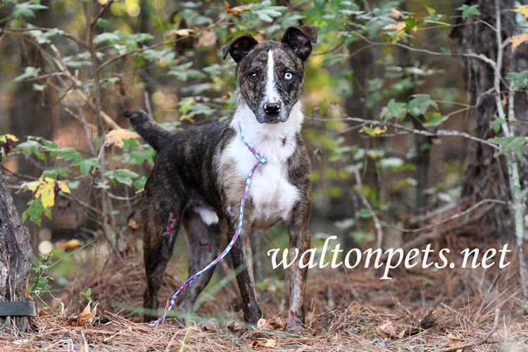 Brindle and white Catahoula and Cattledog mix breed puppy dog Picture