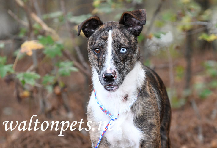 Brindle and white Catahoula and Cattledog mix breed puppy dog Picture